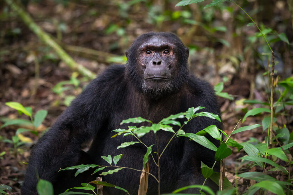 Chimpanzee Tracking and Crater Valley Drive