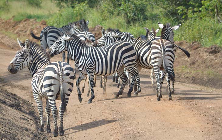 Sector Transfer to Lake Mburo National Park