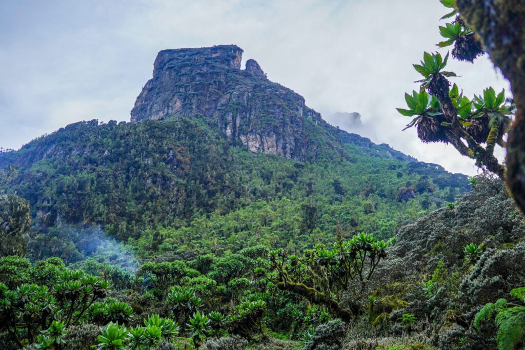 Steep Ascent to Mutinda Camp and Afro Alpine Vegetation
